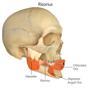 risorius affected during bruxism smiling